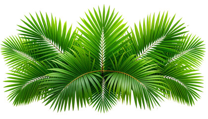 Obraz premium Overlapping Cluster of Palm Leaves in Fresh Green Shades, isolated on transparent background.