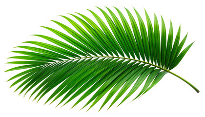 Obraz premium Single Elegant Tropical Green Palm Leaf, isolated on transparent background.