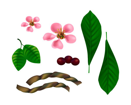 Ayahuasca Plant Vector Set. Chacruna Leaves, Flowers, Berries and Jagube Vine