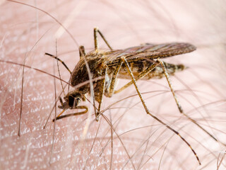 Malaria Infected Mosquito Bite. Leishmaniasis, Encephalitis, Yellow Fever, Dengue, Malaria Disease, Mayaro or Zika Virus Infectious Culex Mosquitoe Parasite Insect Macro.
