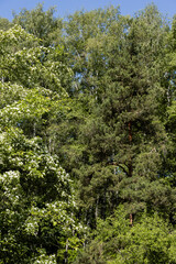 Green forest with blooming white flowers