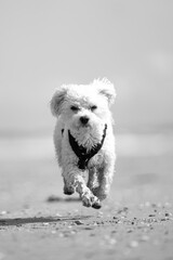 kleiner weißer Hund rennt am Strand entlang