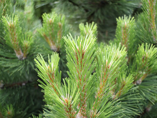 Pine buds in the spring. Bloomed pine branches. Young pine cone	