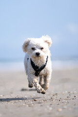 kleiner weißer Hund rennt am Strand entlang