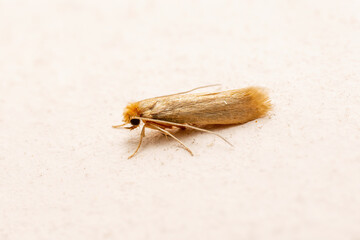 Macro Photo of Common Clothes Moth. Tineola Bisselliella Insect Parasite and Household Pest Infestation on White Wall