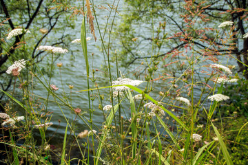 wild flowers against flowing river