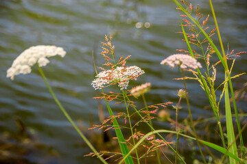 wild flowers against river 