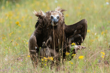 Vautour moine,
Aegypius monachus, Cinereous Vulture, Parc naturel régional des grands causses 48,...