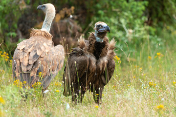Vautour moine,Aegypius monachus, Cinereous Vulture, Vautour fauve,Gyps fulvus, Griffon Vulture, Parc naturel régional des grands causses 48, Lozere, France