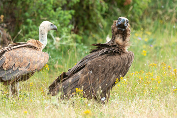 Vautour moine,Aegypius monachus, Cinereous Vulture, Vautour fauve,Gyps fulvus, Griffon Vulture, Parc naturel régional des grands causses 48, Lozere, France