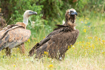 Vautour moine,Aegypius monachus, Cinereous Vulture, Vautour fauve,Gyps fulvus, Griffon Vulture, Parc naturel régional des grands causses 48, Lozere, France