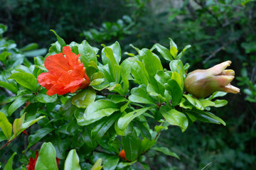 Punica granatum, Grenadier, Grenade