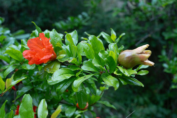 Punica granatum, Grenadier, Grenade