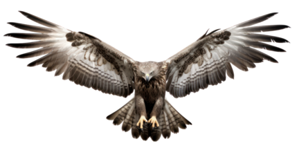 Martial Eagle with Spread Wings Flying - Majestic martial eagle soaring with wings fully extended on transparent background

