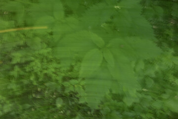 Abstract green background with blurred leaves