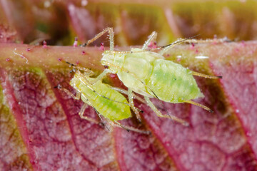 Aphid Colony Close-up. Greenfly or Green Aphid Garden Parasite Insect Pest Macro on Green Background