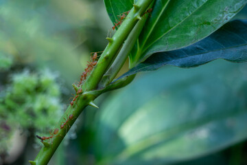 Smilax is a genus of climbing or sprawling woody vines and shrubs