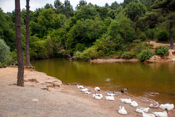 the river in the forest