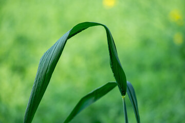 The leaf, a grass or a similar plant, has distinct parallel veins and a slight sheen