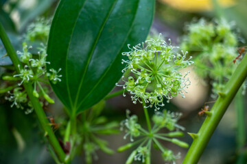 Bristly greenbrier Smilax tamnoides is a thorny, climbing vine with bristly stems