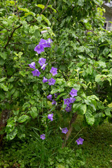 Campanula blooming under apple tree, wildflowers in natural garden, raindrops on leaves, rewilding, vertical frame, lush growth, countryside scene, purple bloom, no-mow zone, eco backyard