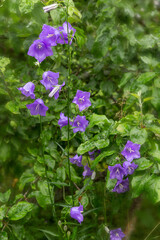 Wild purple bellflowers after rain, fresh green leaves, raindrops on petals, blooming in natural garden, soft summer light, ecological gardening, rewilding, rainy season flora, vertical photo