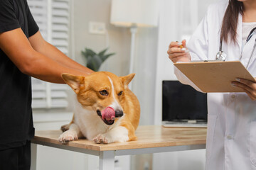 A young man takes his dog to a clinic for a checkup. A female veterinarian examines his dog with a...