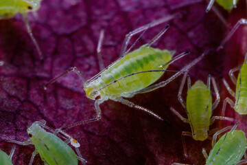 Aphid Colony Close-up. Greenfly or Green Aphid Garden Parasite Insect Pest Macro on Green Background