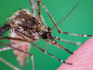 Dangerous Zika Infected Mosquito Skin Bite. Leishmaniasis, Encephalitis, Yellow Fever, Dengue, Malaria Disease, Mayaro or Zika Virus Infectious Culex Mosquito Parasite Insect Macro.