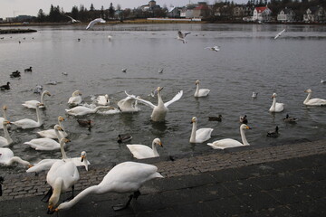 Swans and ducks gathering at Tjörnin lake in Reykjavík, Iceland.
A large group of white swans and...