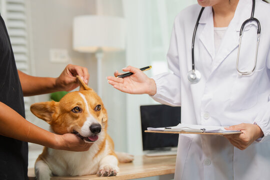 A young man takes his dog to a clinic for a checkup. A female veterinarian examines his dog with a stethoscope and notes on a clipboard, advising the owner on how to care for and maintain his dog.