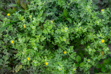 Madras carpet is a low growing groundcover with small, rounded leaves in green