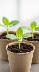 Naklejka premium Three small seedlings grow in pots on a table indoors