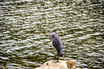 Great Blue Heron Ardea cinerea standing on rock in lake