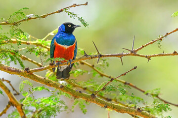 blue and yellow macaw ara ararauna
