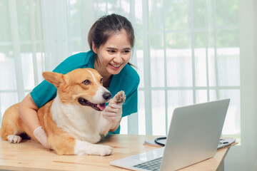 Asian veterinarian examines Corgi dog at clinic, using stethoscope and laptop and clipboard to...