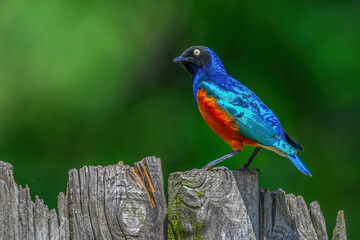 blue and yellow macaw