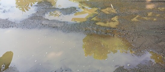 Muddy Puddle with Ripples and Tree Reflections
