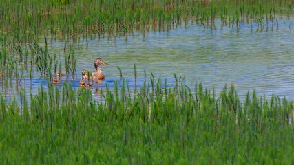 boy and girl in the lake