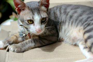 Cat Lying Down Relaxing on Cardboard Surface