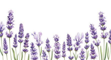 Naklejka premium Lavender flowers arranged beautifully with various shades of purple and green, isolated on transparent background, cutout png