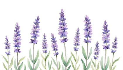 Naklejka premium Delicate purple lavender flowers in a row. Represents nature, tranquility, aromatherapy, or soothing beauty. Serene and elegant.