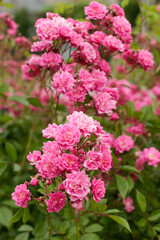 Close-up of flowers. Bright colors in nature. Spring Flowers JPG