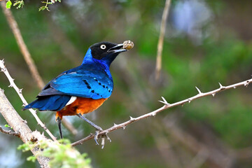 lilac breasted roller on a branch