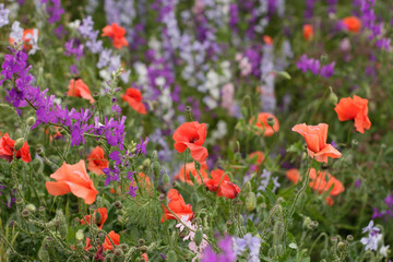 Close-up of flowers. Bright colors in nature. Spring Flowers JPG