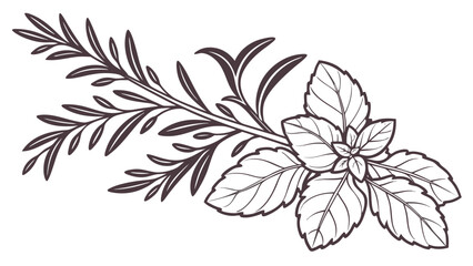 vector border of leafy herba like basil and rosema