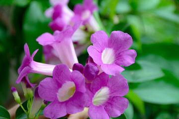 Blooming Purple Trumpet Flowers with Green Foliage Background