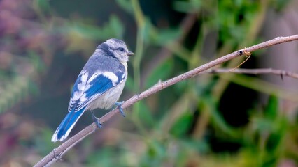 blue jay on a branch