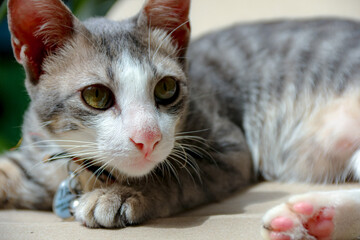 Resting Cat with Stripped Gray Fur and Green Eyes