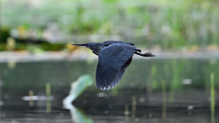 great blue heron ardea cinerea